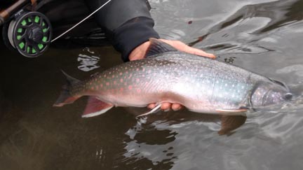dollyvarden